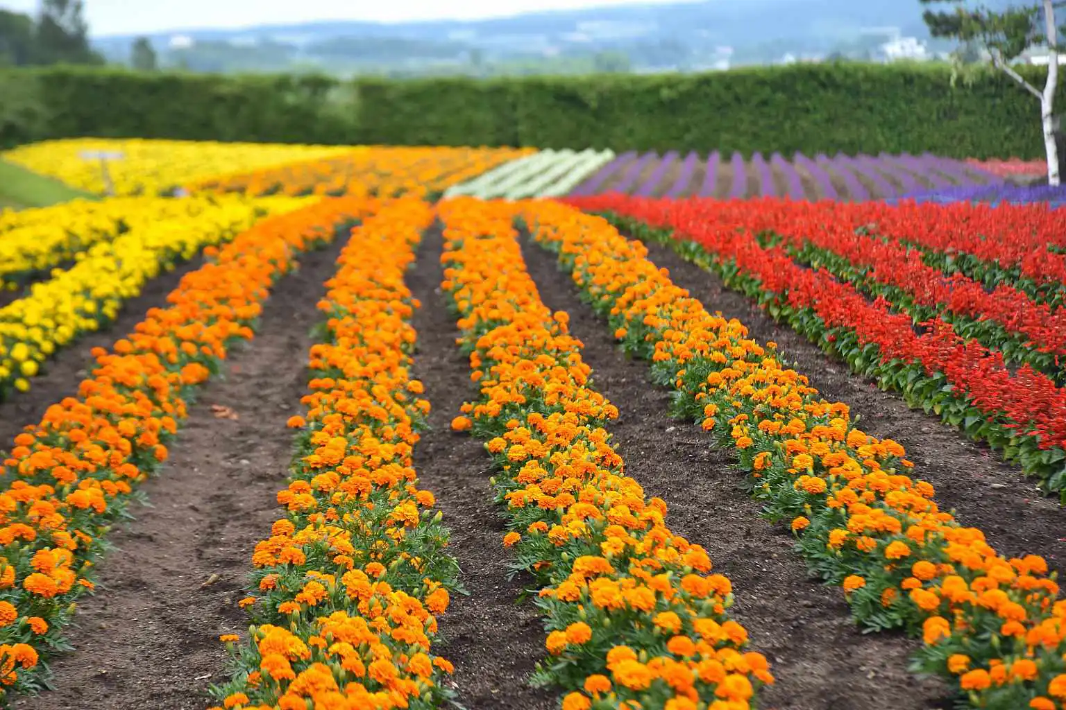 Furano By NISADE View 5