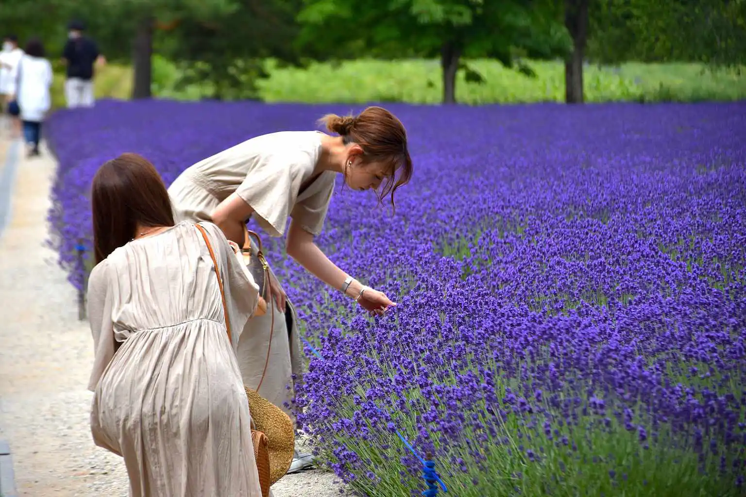 Furano By NISADE View 9