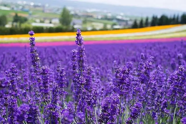 Lavender