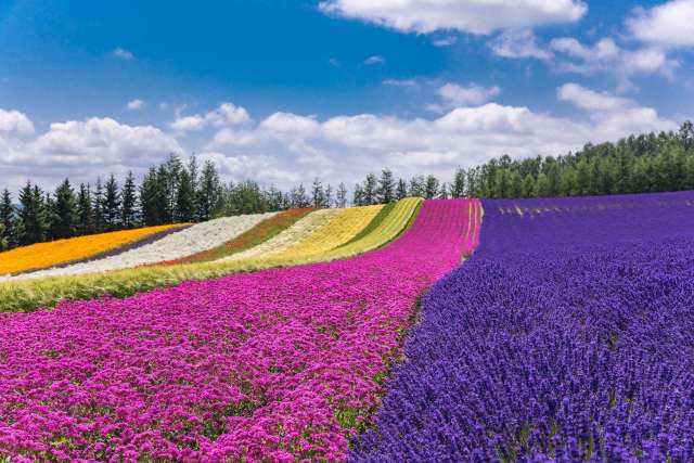 Lavender 2