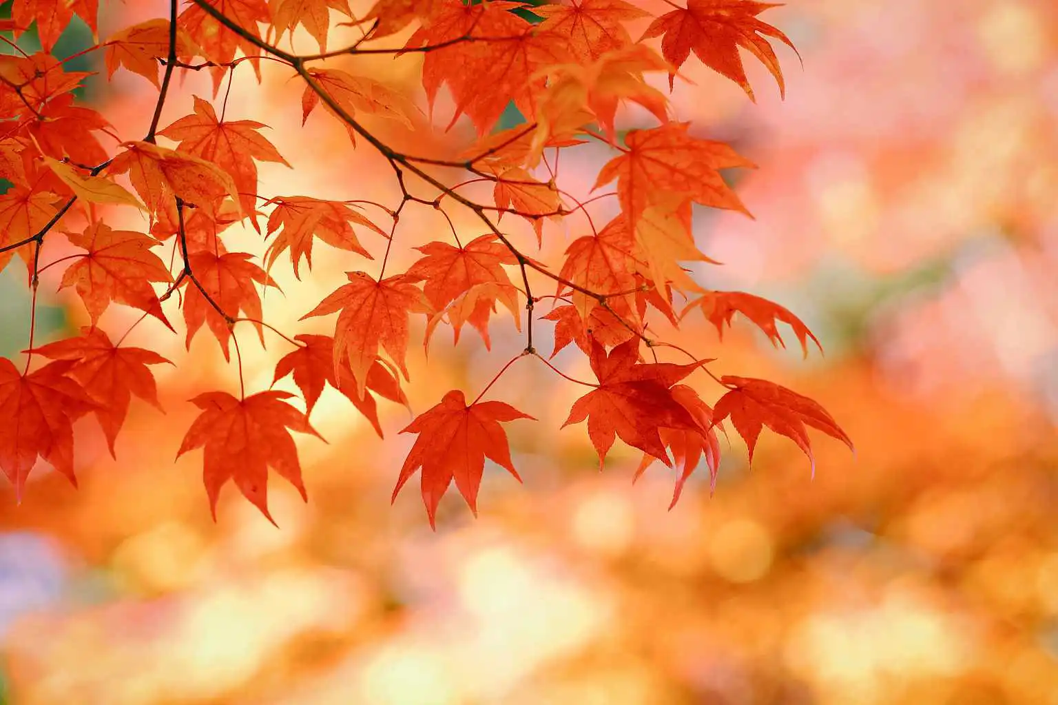 Autumn Shutter Stock 1
