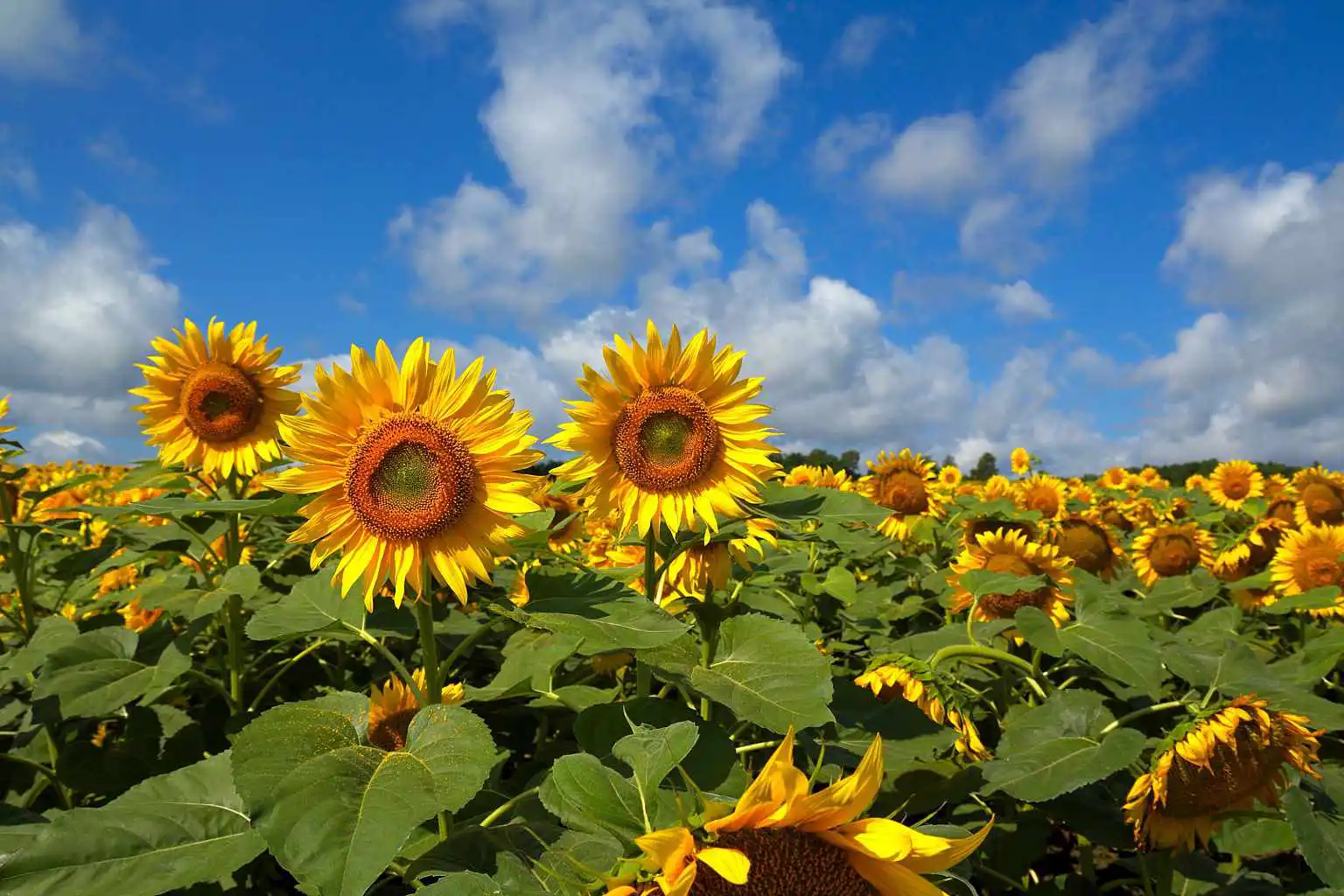 Summer Shutter Stock 1