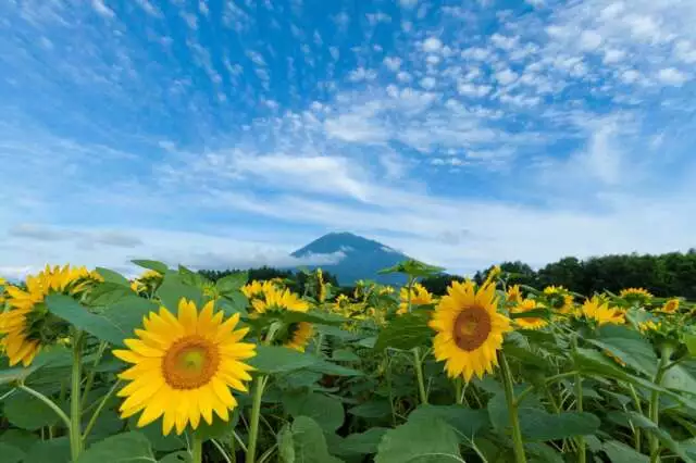 Sunflower field in niseko