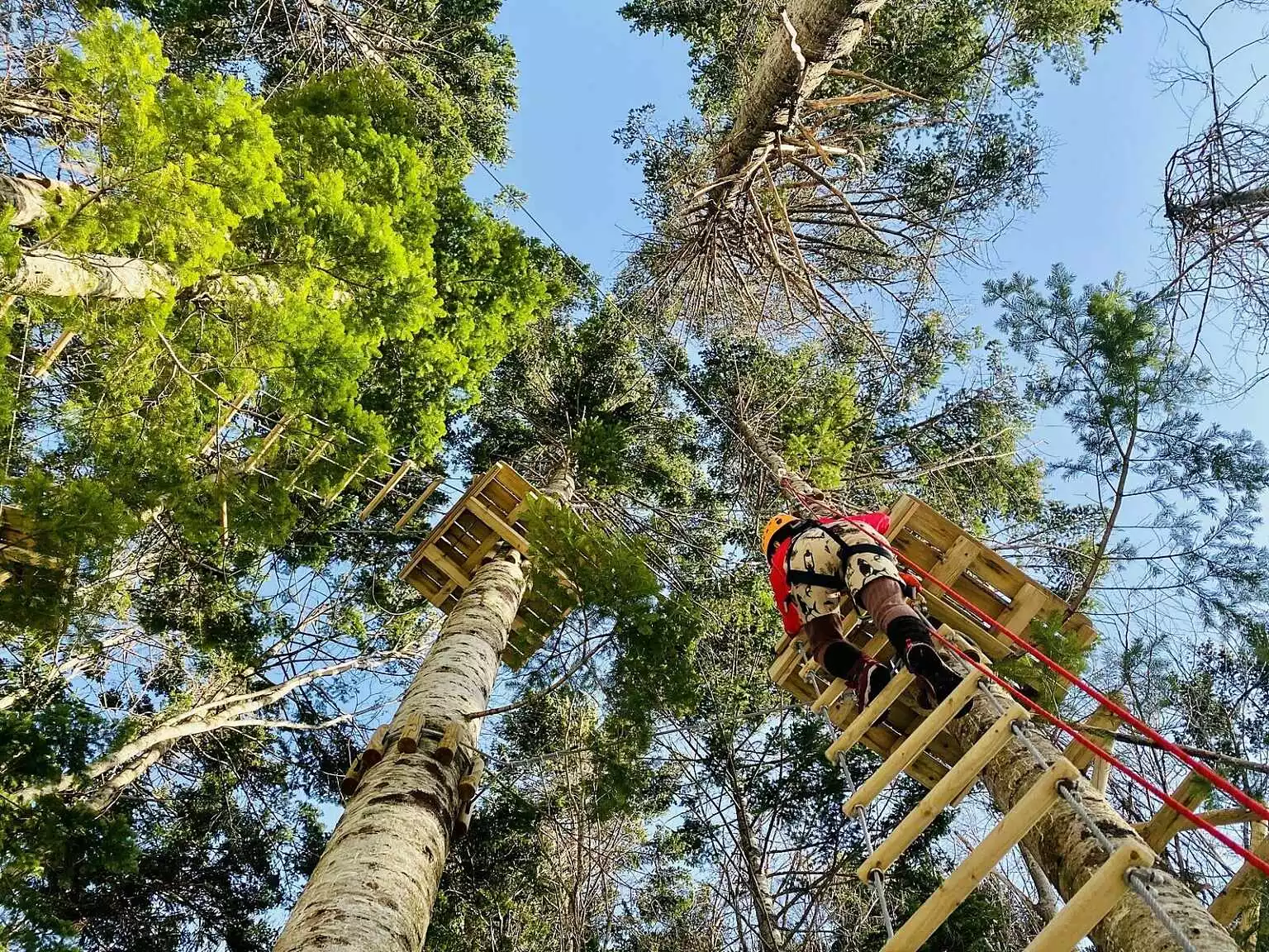 Hanazono Tree Trekking 3