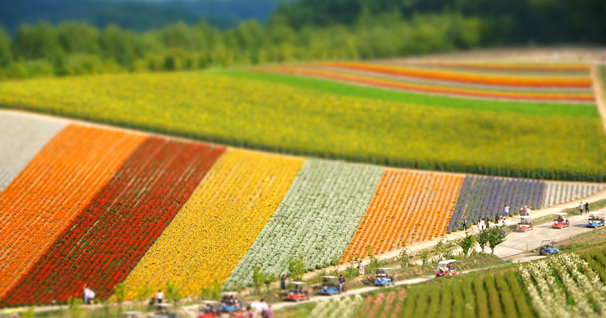 お目当ての花は逃さない、富良野エリアの花暦 2025 | ニセード