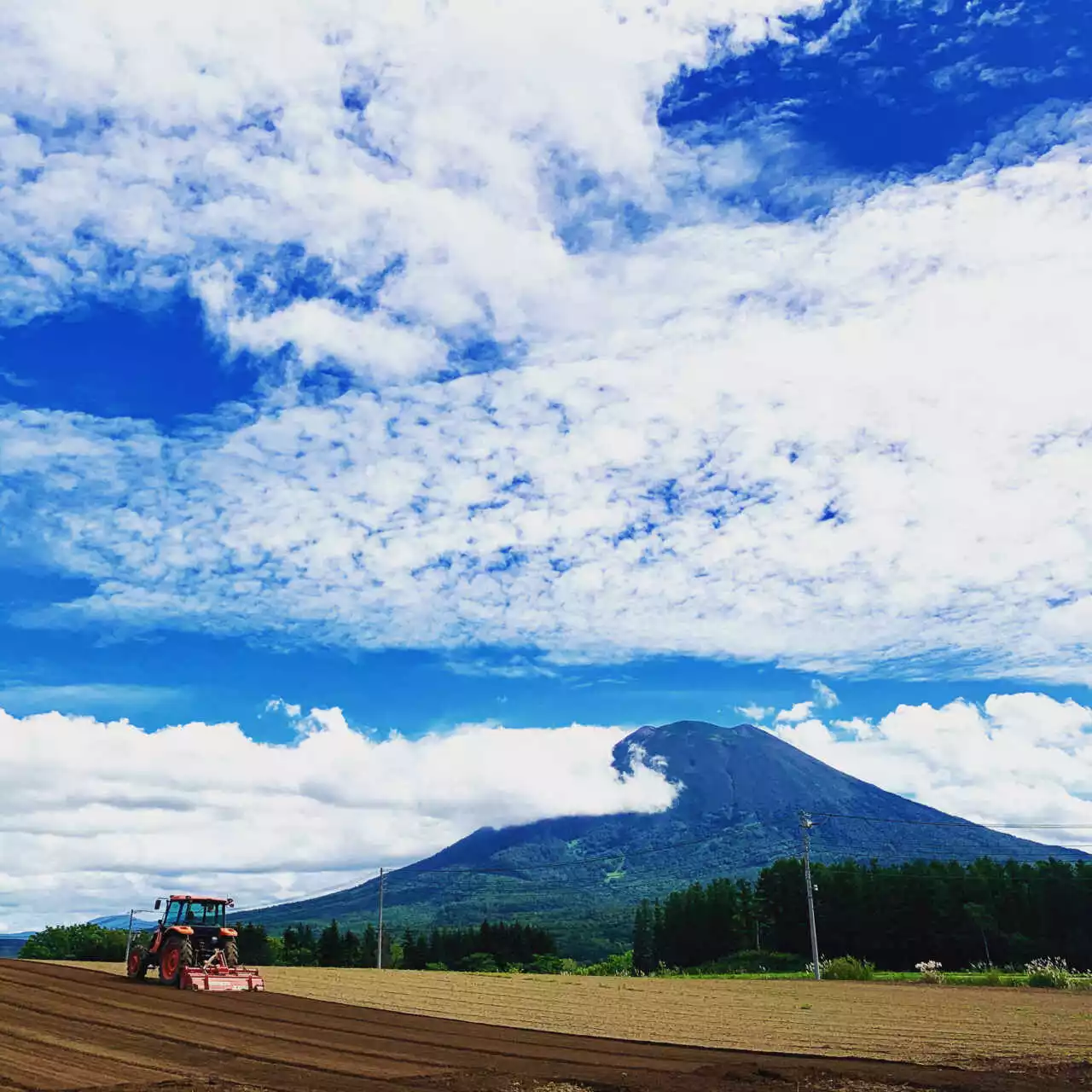 Niseko harvest time