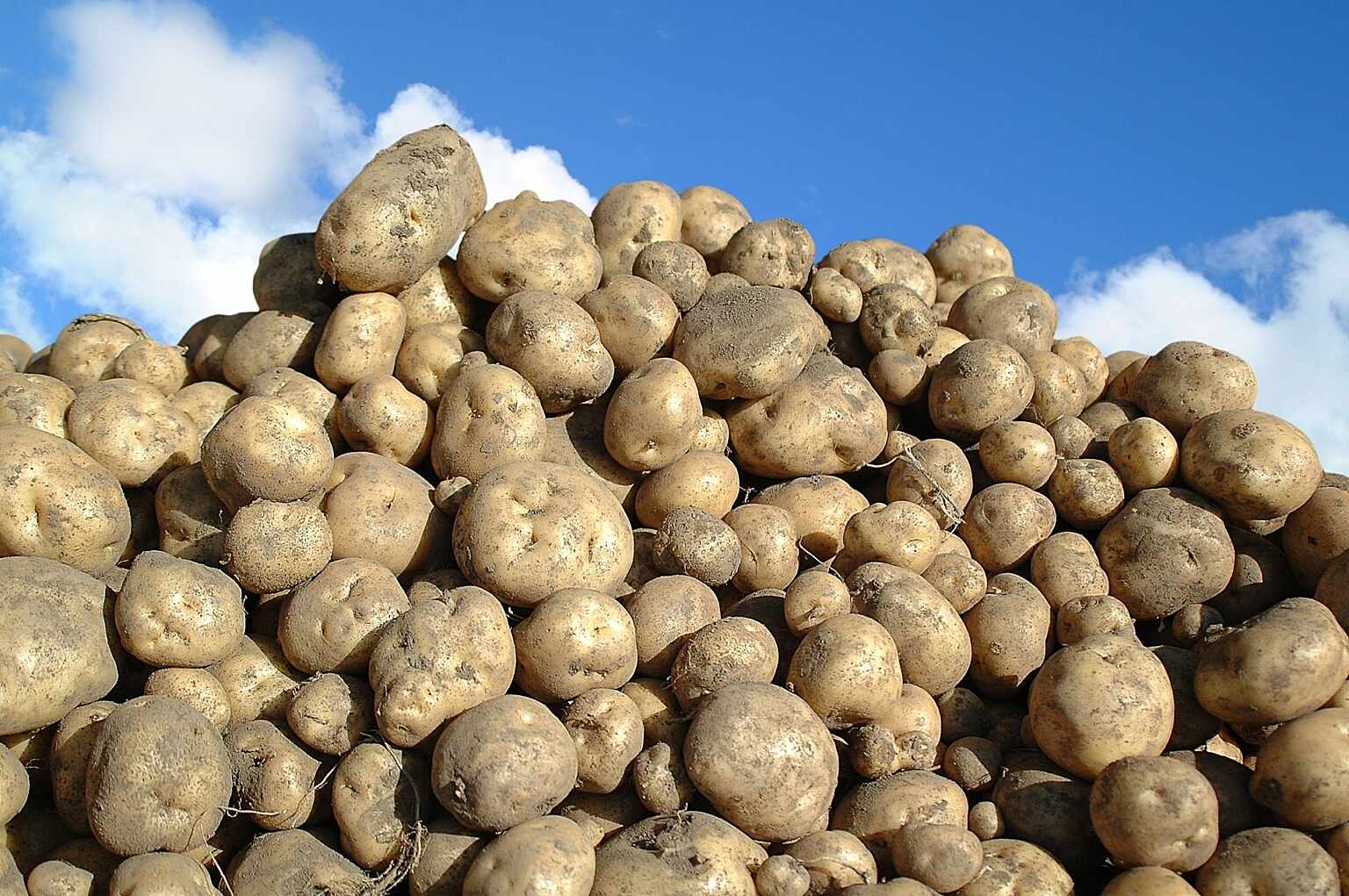 Potatos
