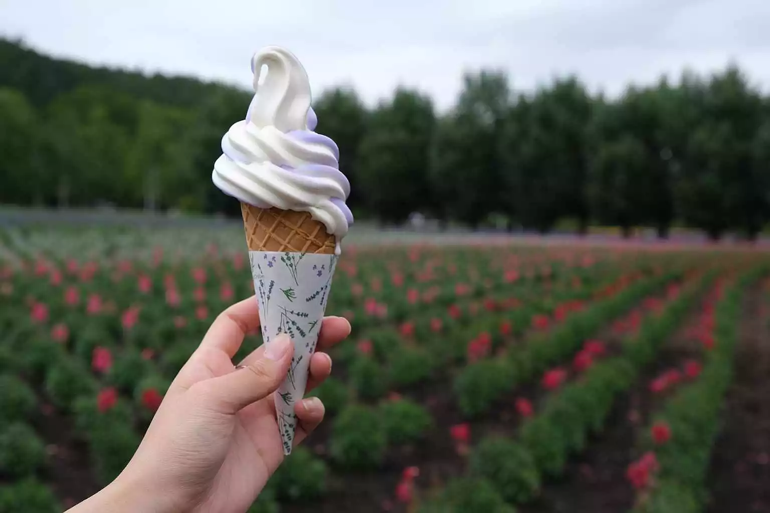 Lavender soft serve Ice Cream