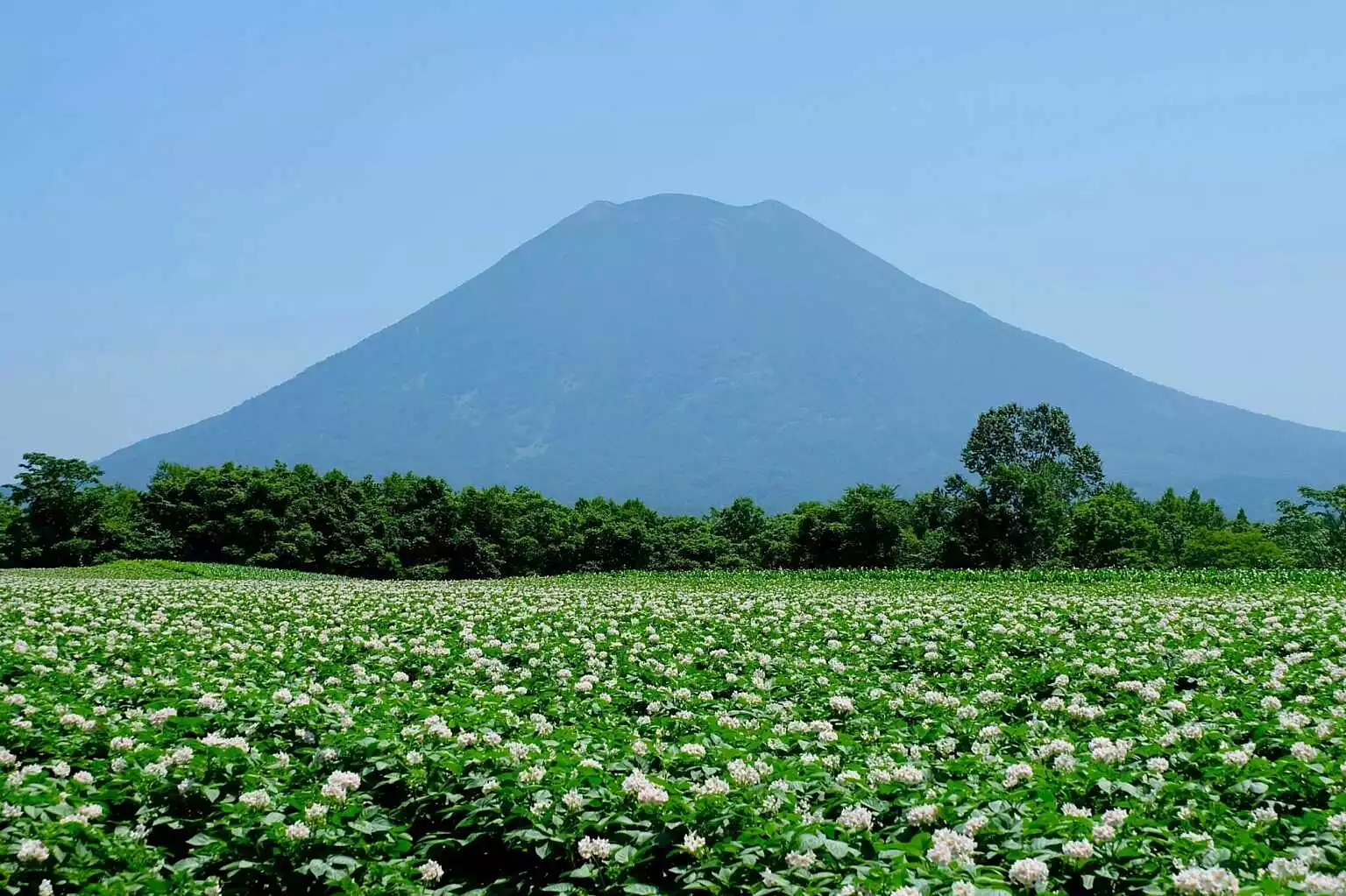 Kutchan Potato Flowers Field Summer Mt Yotei Credit Pimsiri K 2