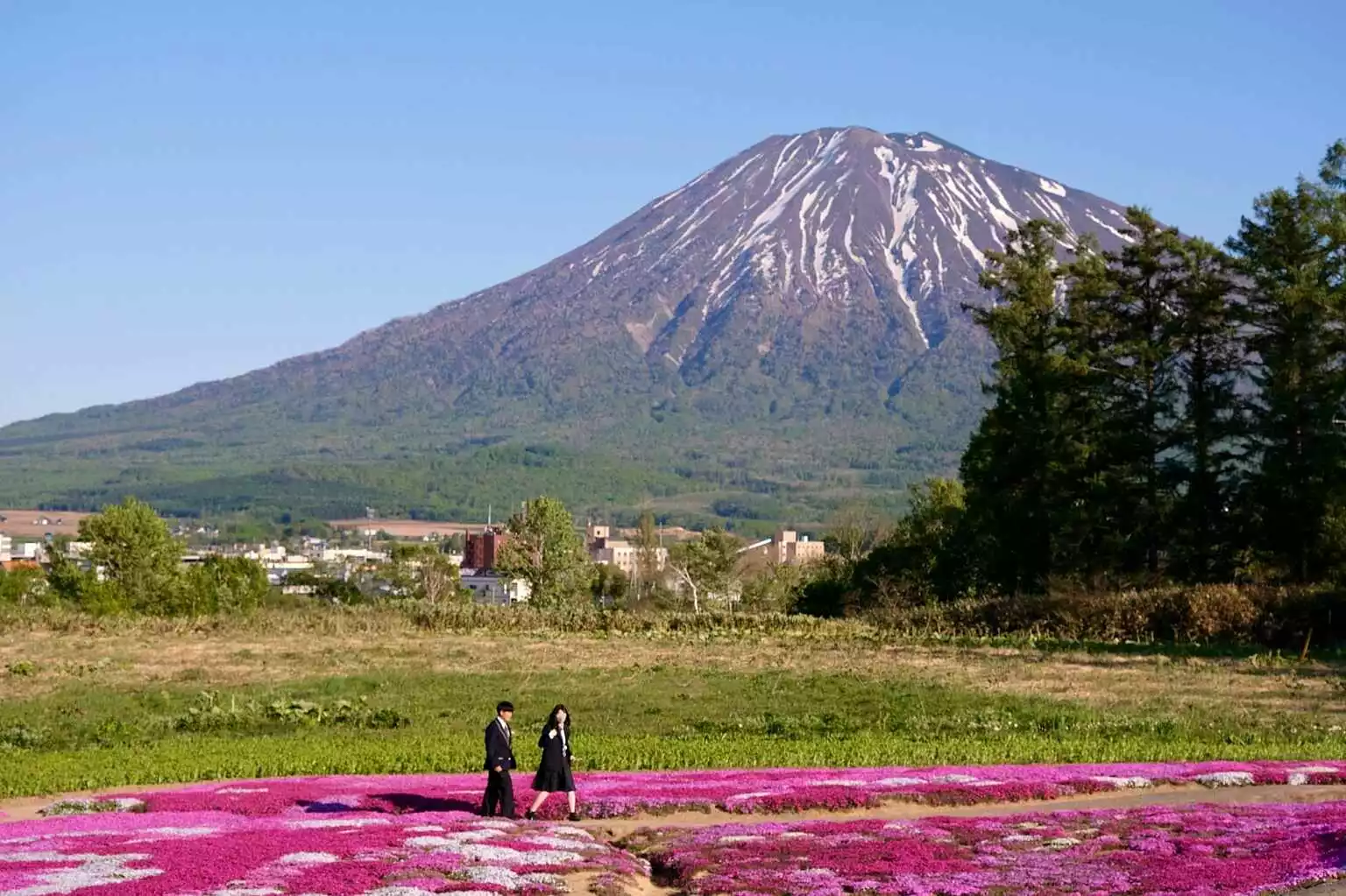 Kutchan Shiba Sakura Mishima san Garden Spring 1