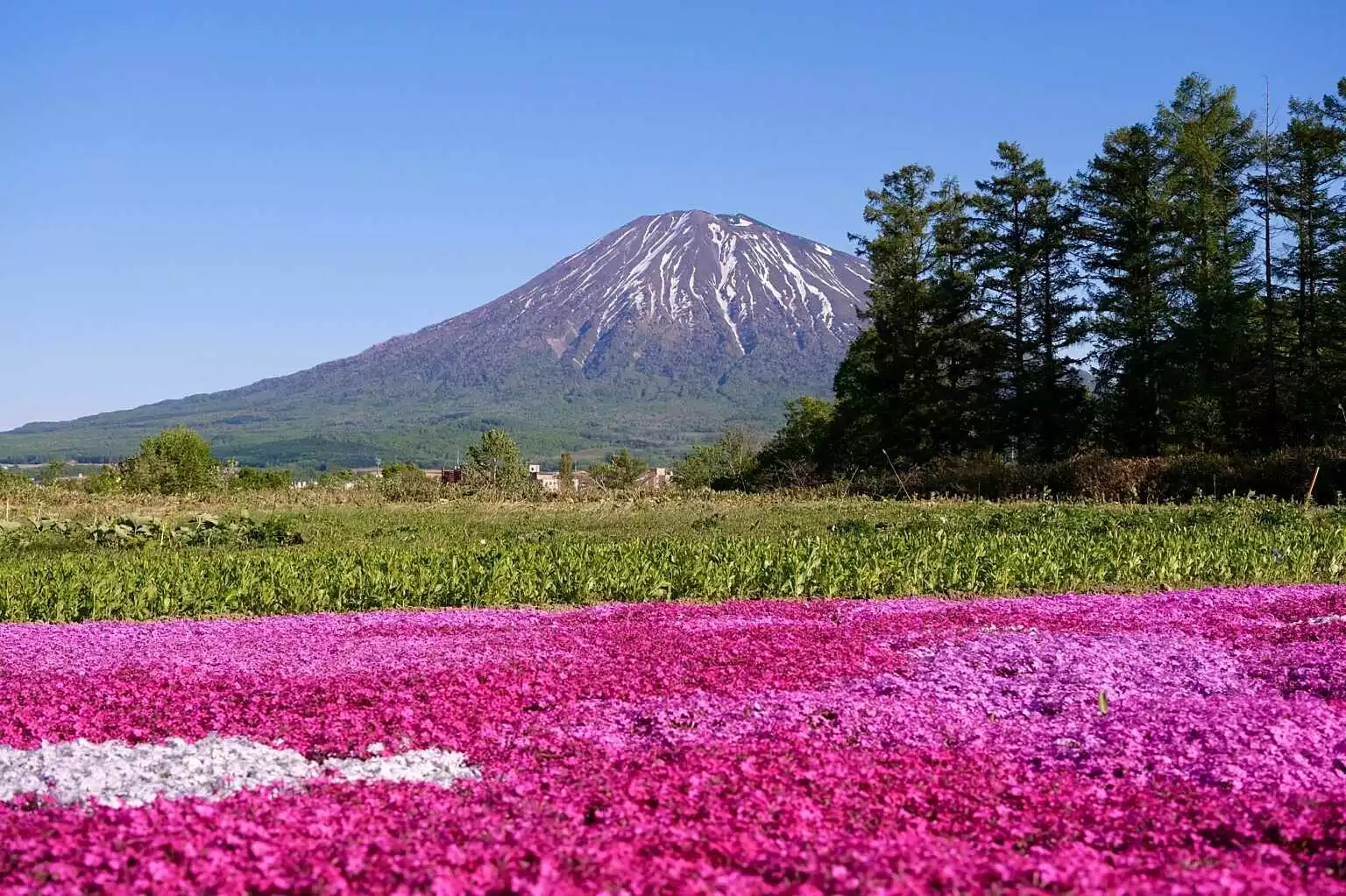 Kutchan Shiba Sakura Mishima san Garden Spring 3