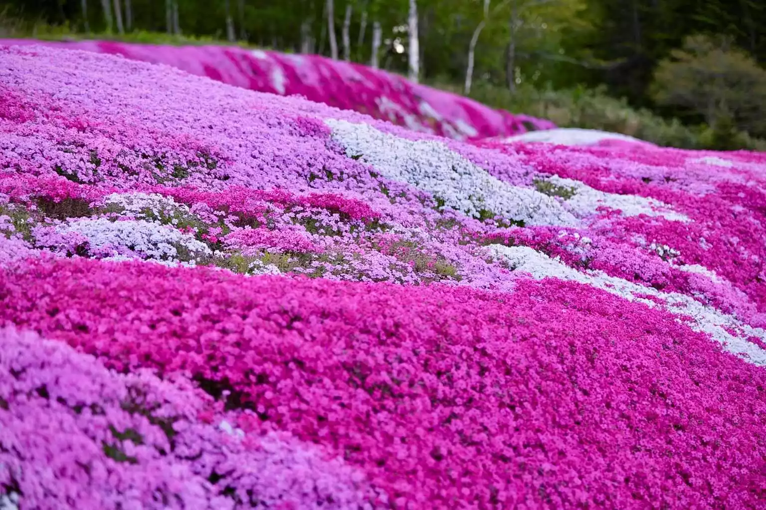 Kutchan Shiba Sakura Mishima san Garden Spring 4