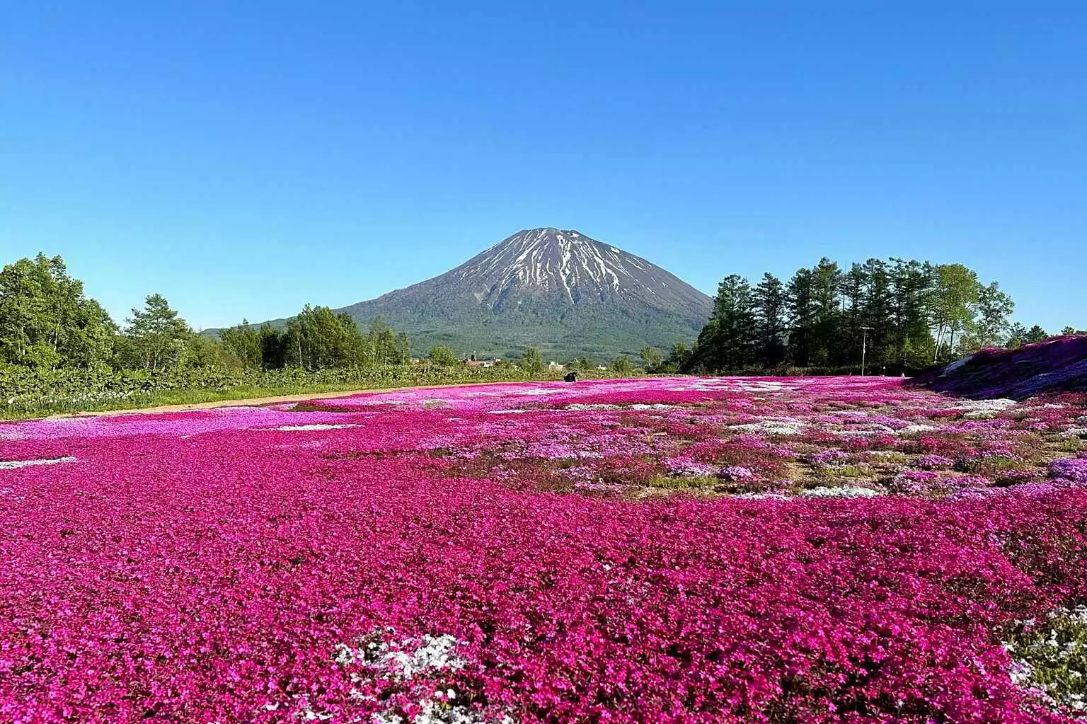 Kutchan Shiba Sakura Mishima san Garden Spring 5