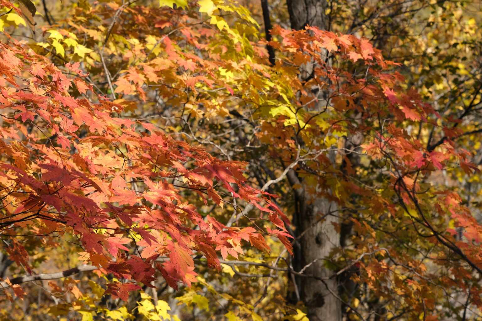 Hangetsu Lake Autumn 3