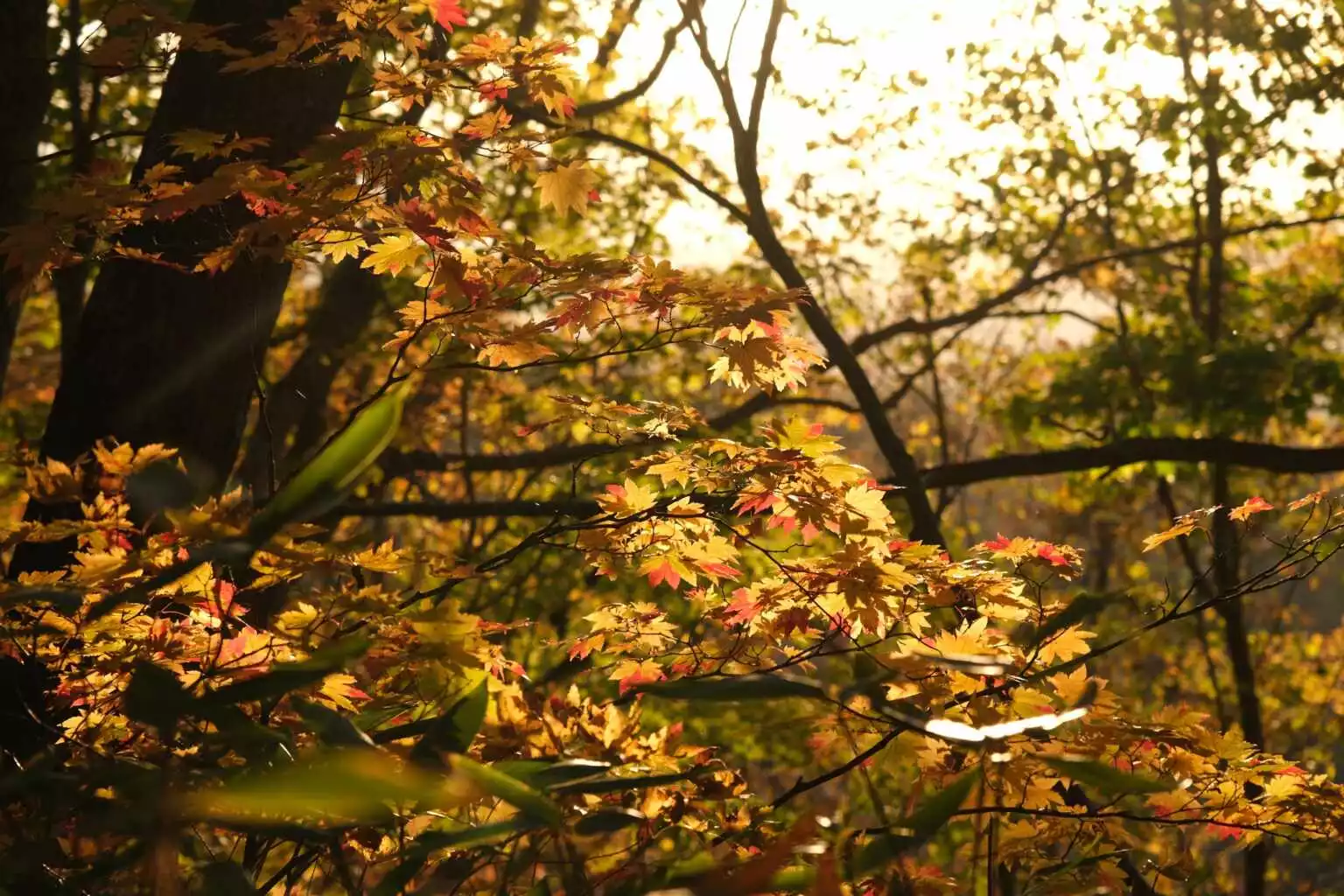 Hangetsu Lake Autumn 4