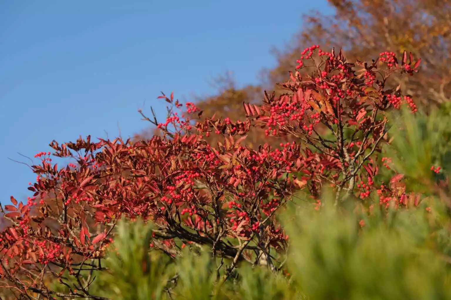 Mt Annupuri Hiking Autumn 3