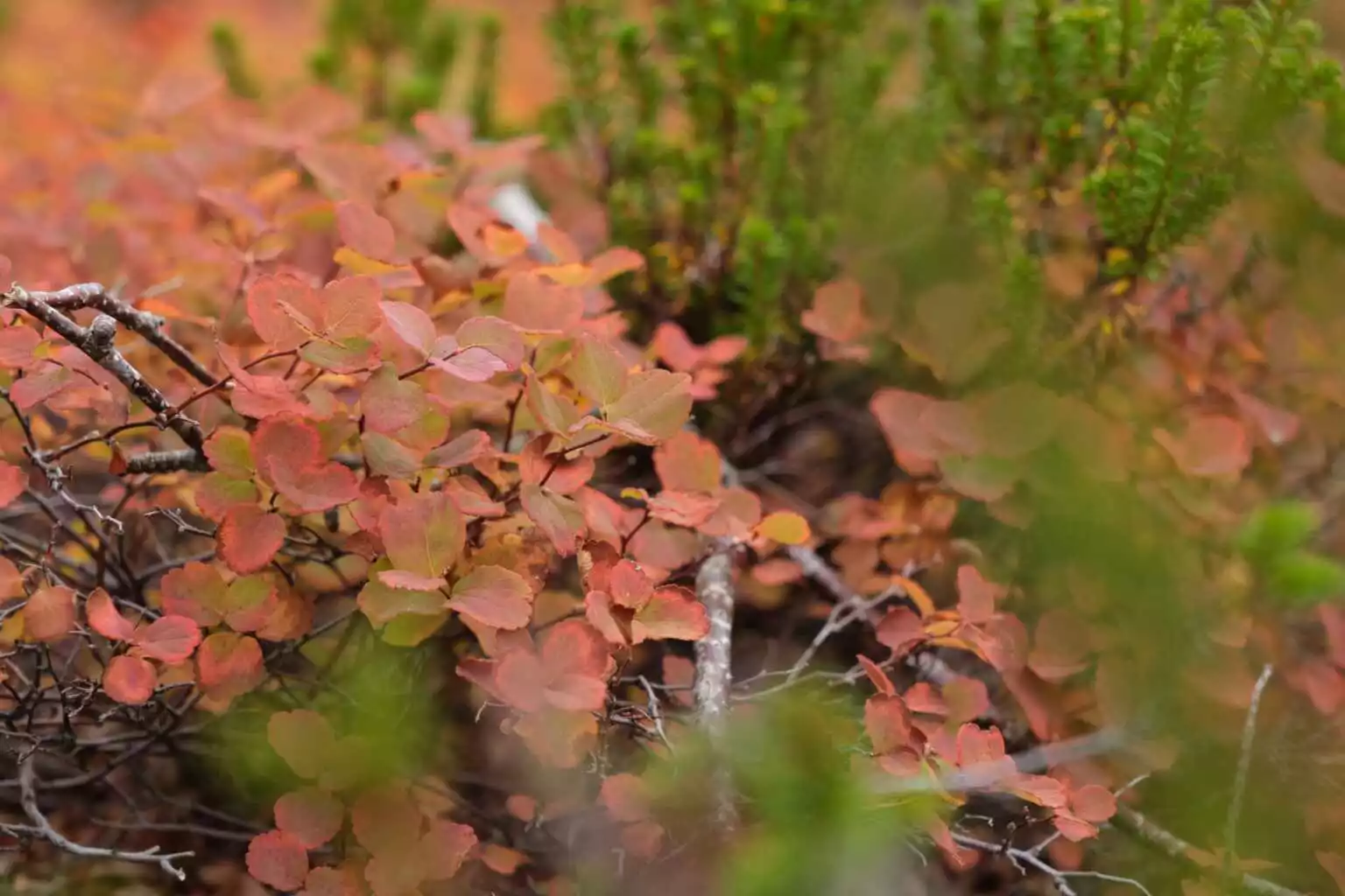 Iwaonupuri Trailhead Autumn 3