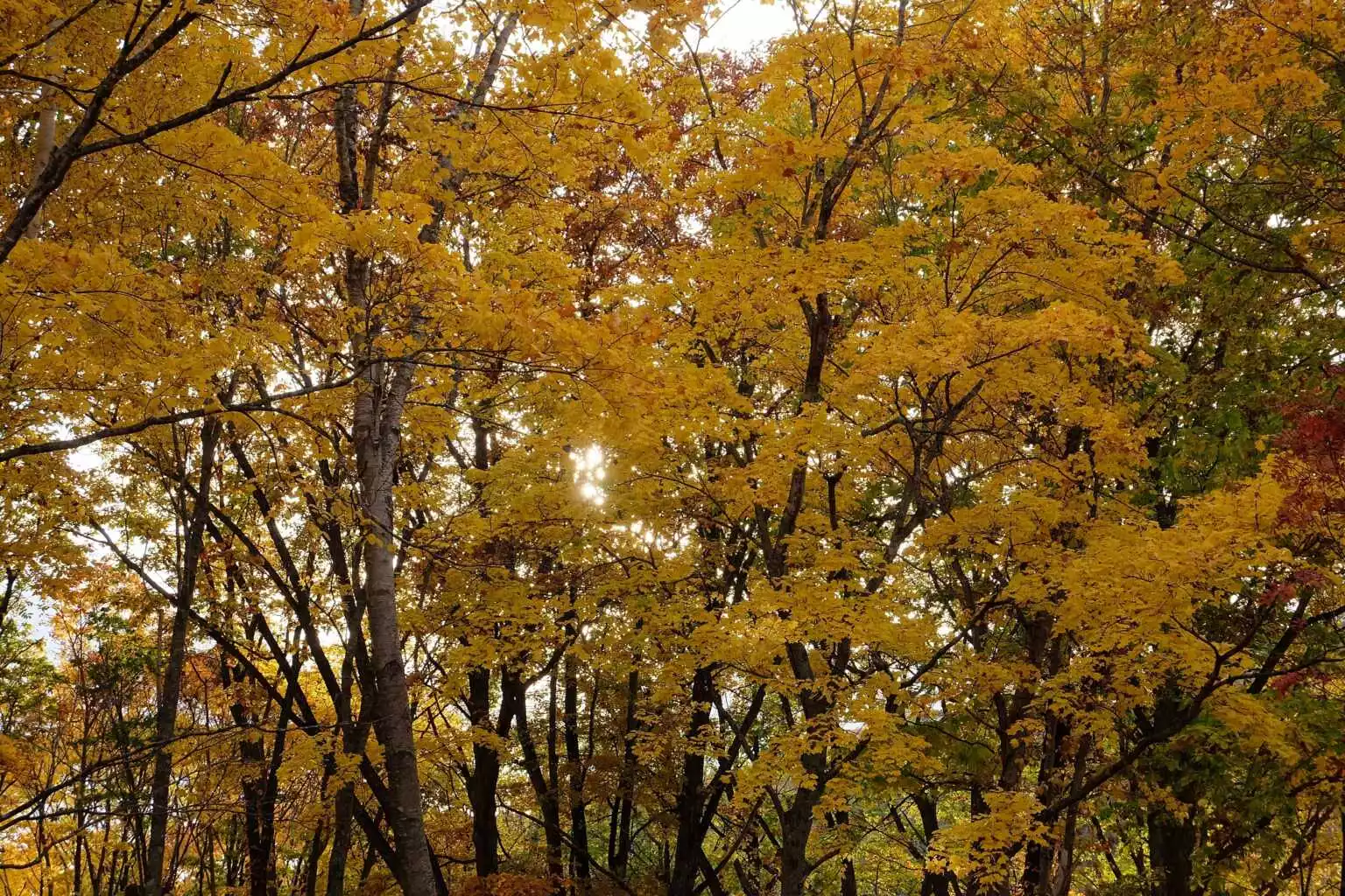 Yunosatochusha Park Autumn 3