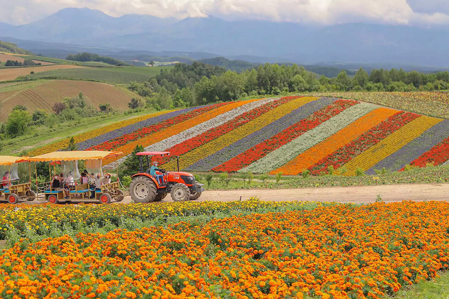 Flower Field in Biei