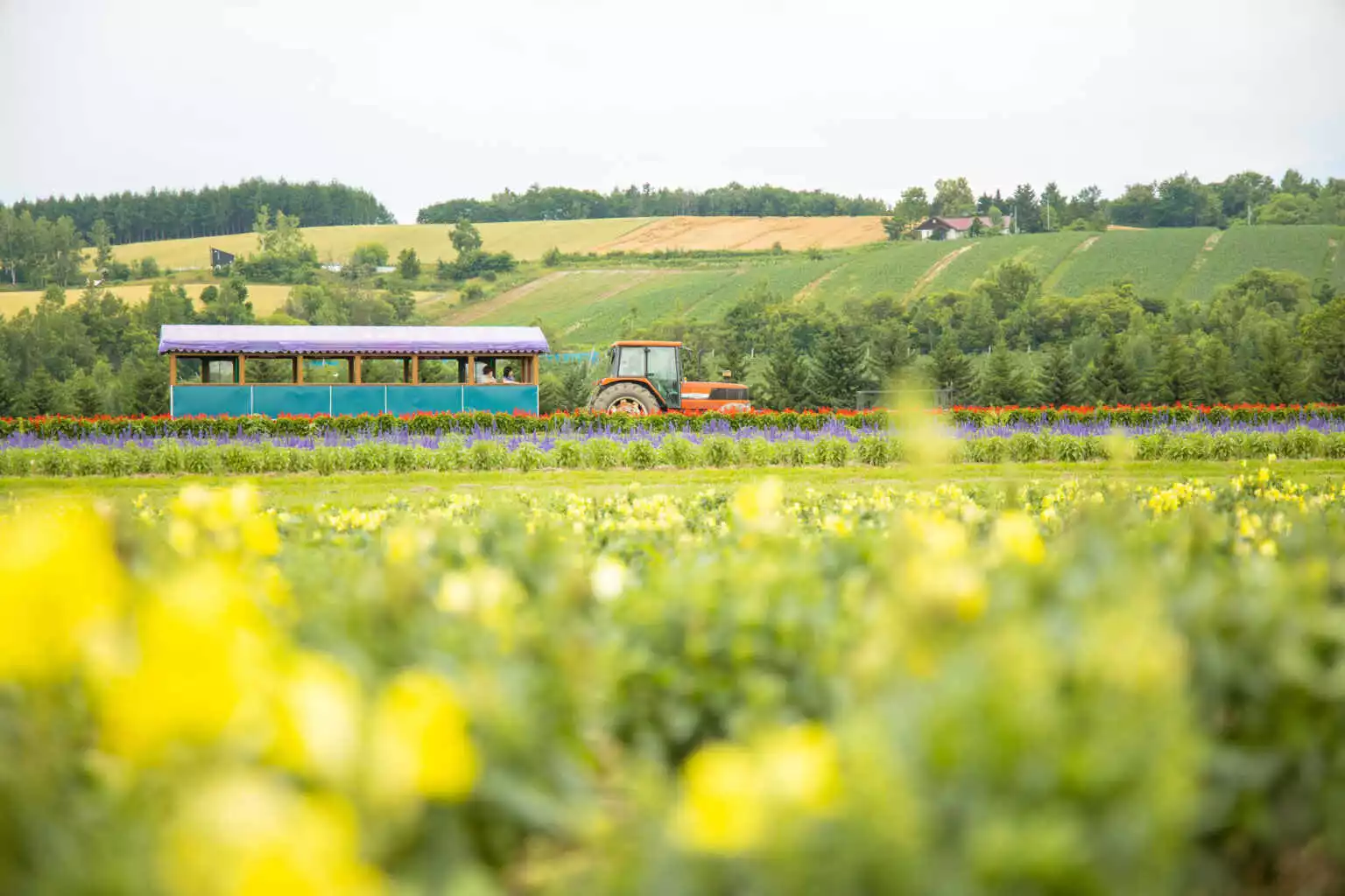 Kami Furano Trocco Train