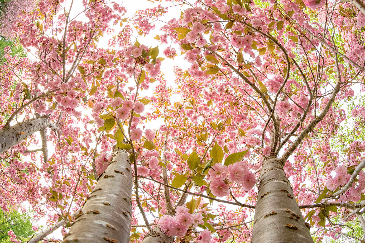 Niseko Tourism Sakura 2