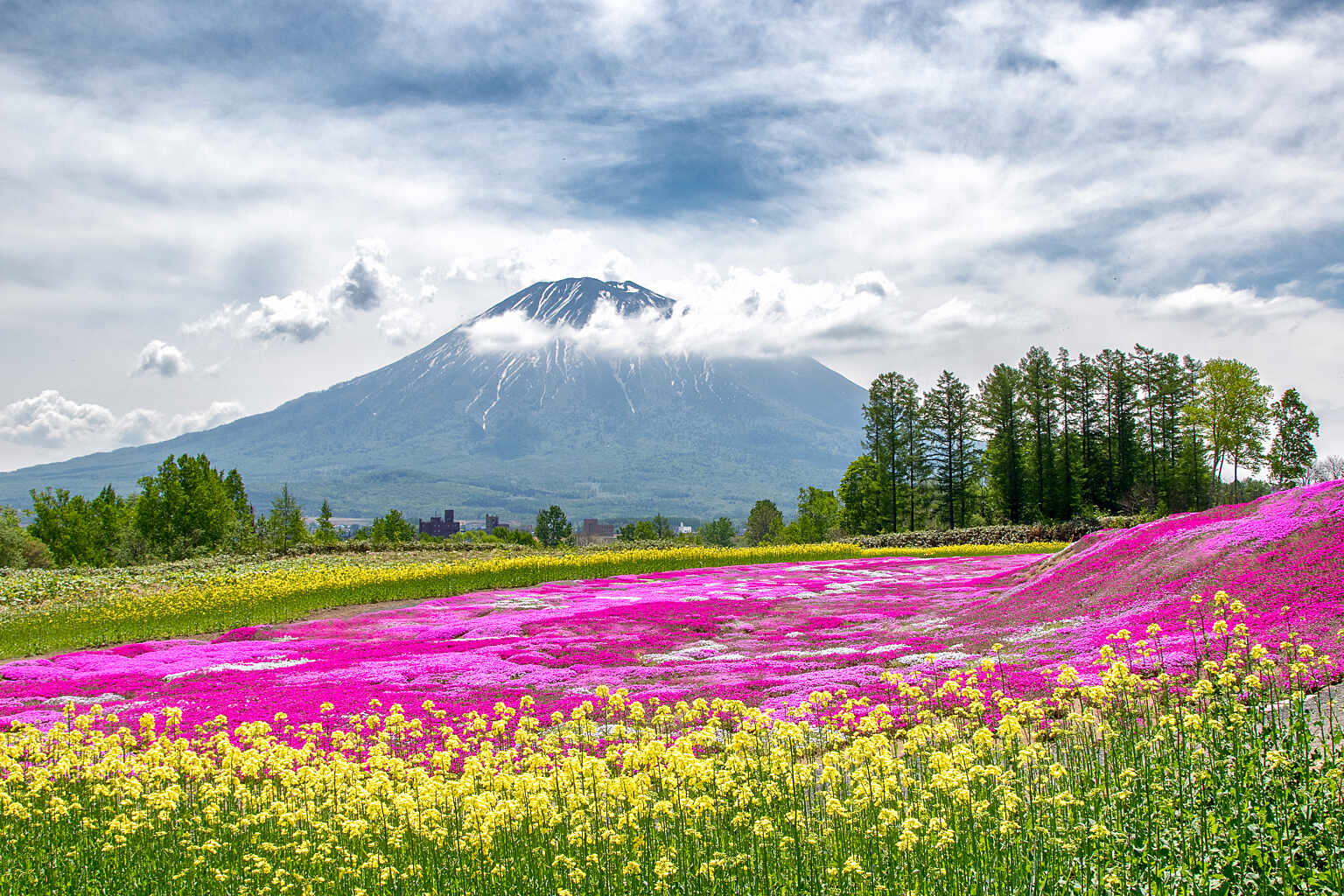 Niseko Tourism Sakura 3