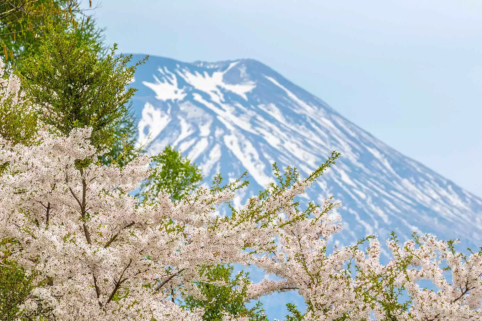 Niseko Tourism Sakura 4