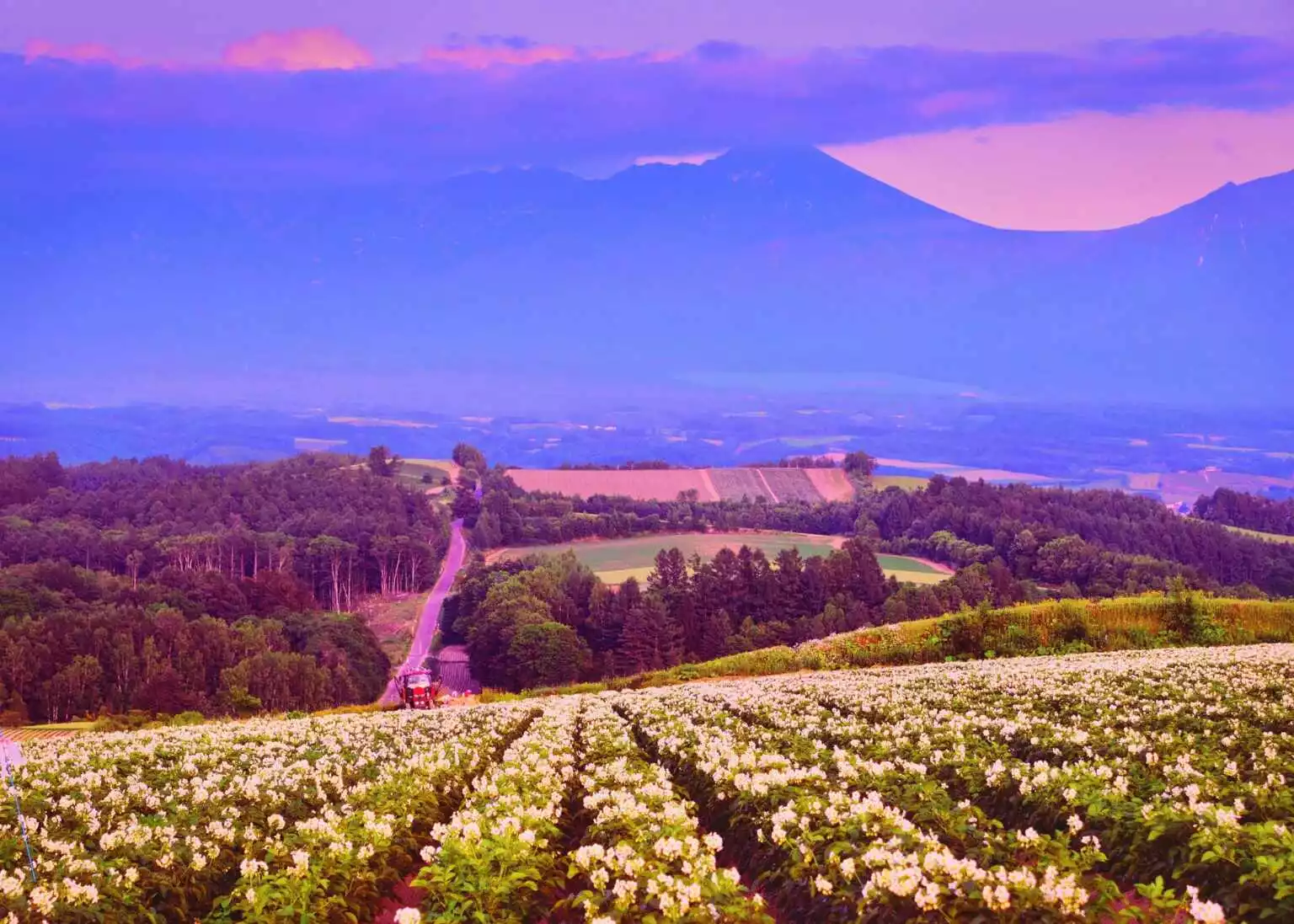 Kami Furano Potato Flowers
