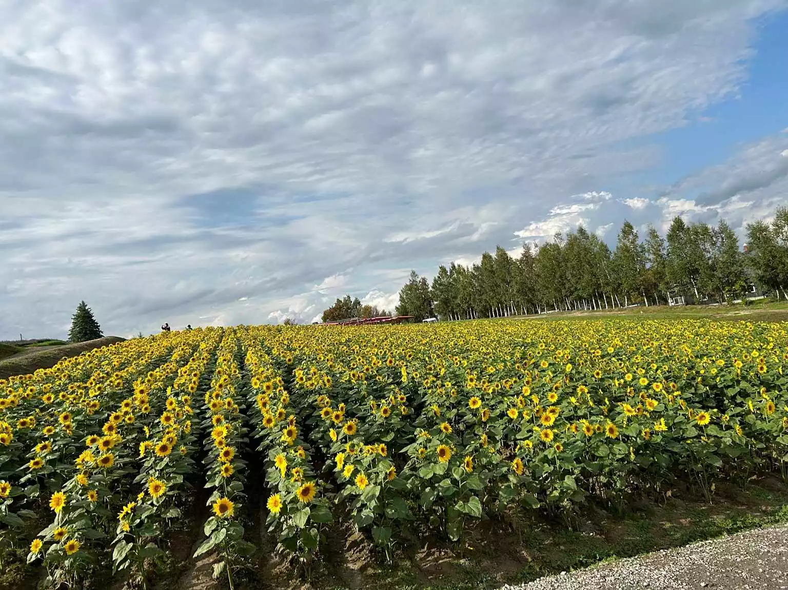 Sunflower field in Biei