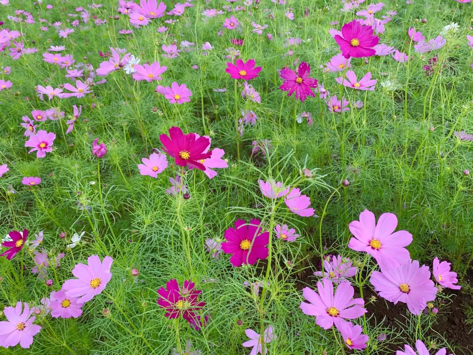 Cosmos flowers in fall