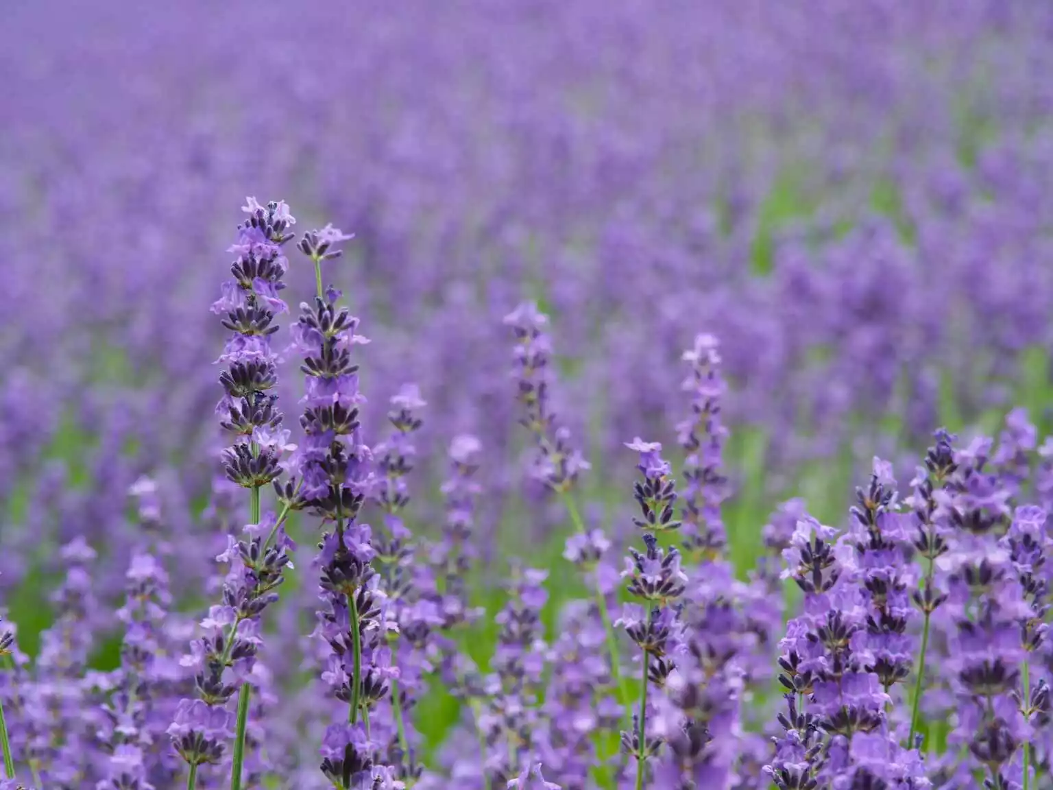 Lavender Naka Furano