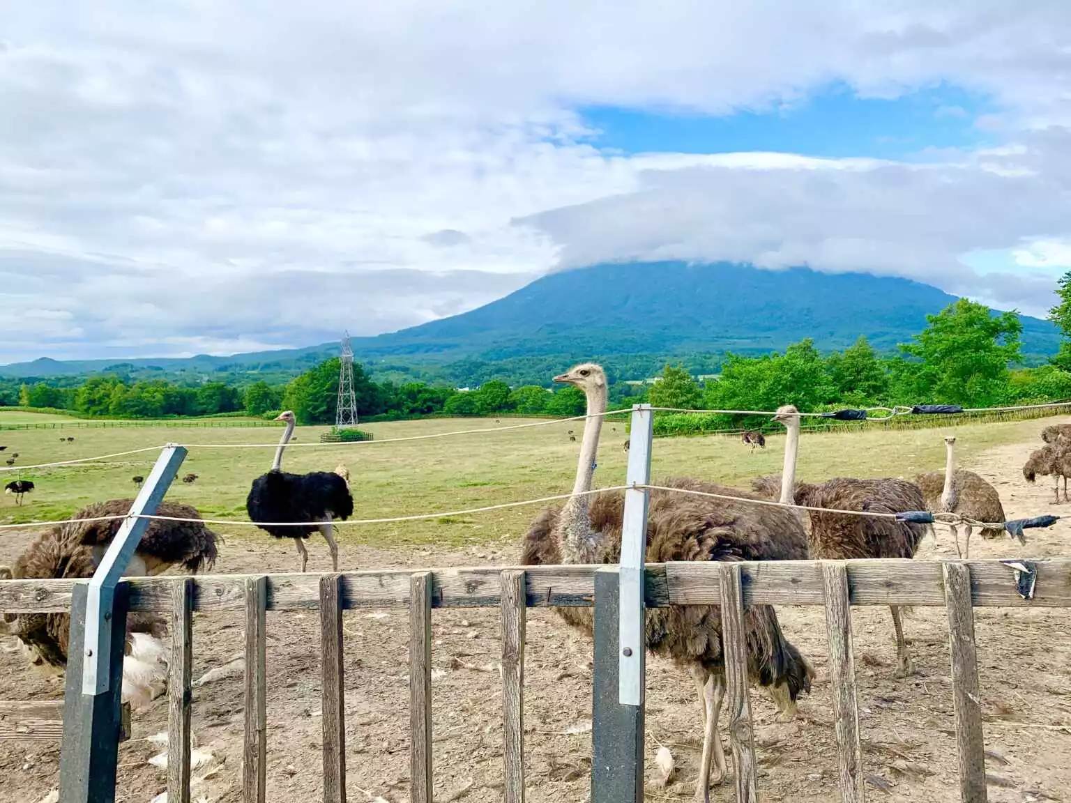 Ostrich Farm in Niseko IMG 7422