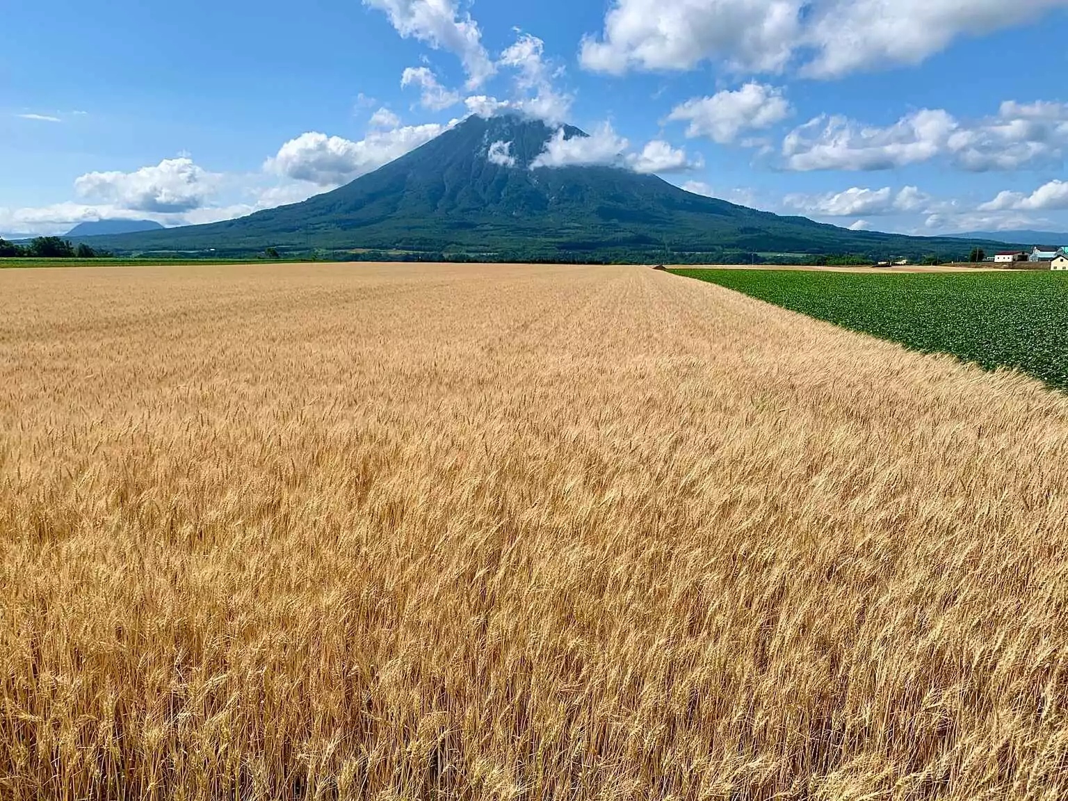 Yotei and wheat field