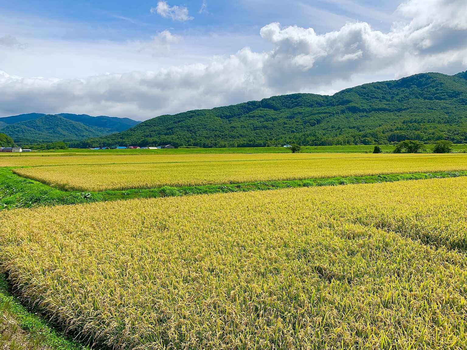 Rice field in autumn