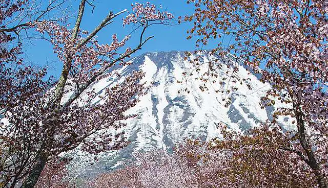 Hero Banner Sakura Blog