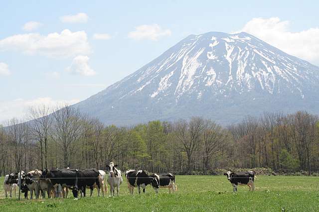 Milk Kobo