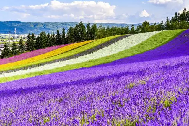 Tomita Farm