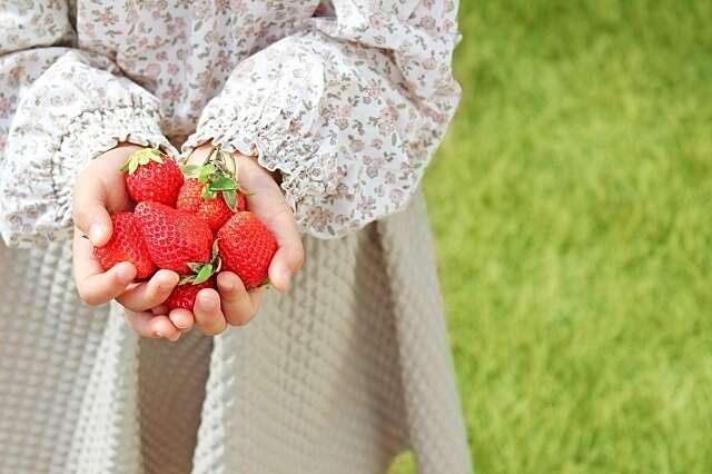 Fruit picking strawberries