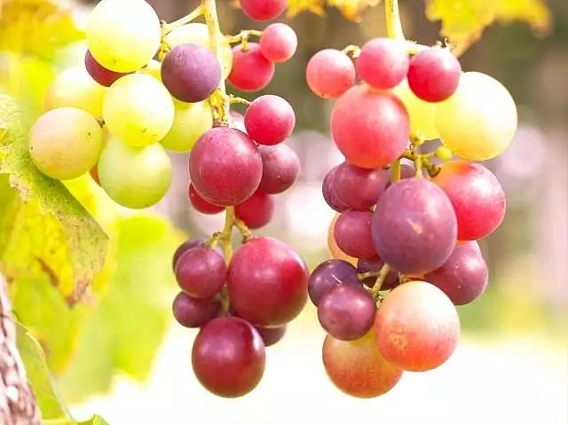 Fruit picking grapes