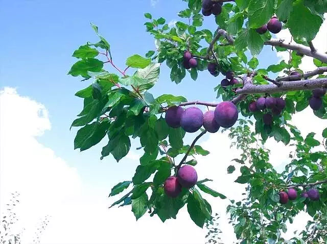 Fruit picking plunes