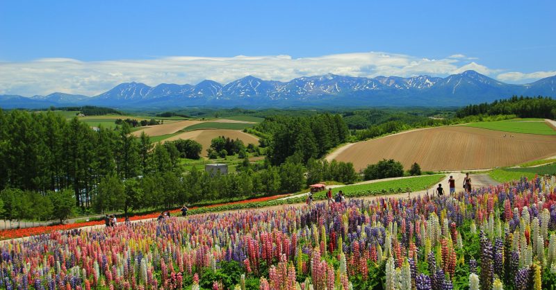 花畑 Lupinus-flowers-in-Biei.jpg?