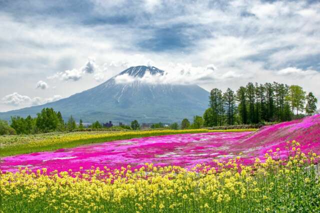 Shiba Sakura Mishimas Garden Niseko